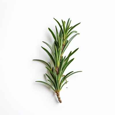 Rosemary Extract